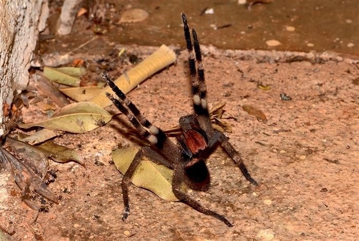 Как распознать укус бразильского странствующего паука?