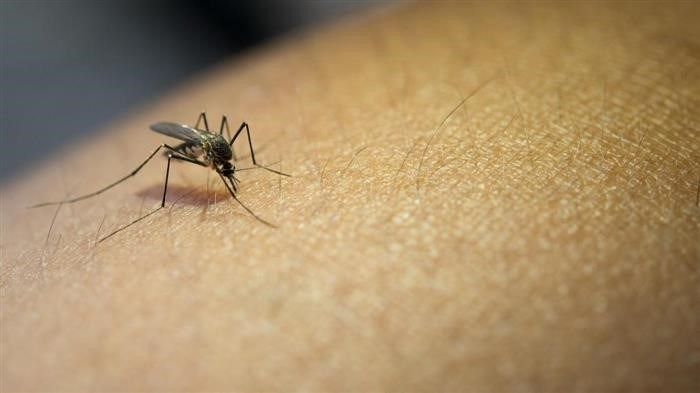 Раствор пряной гвоздики: эффективное средство против комаров в доме