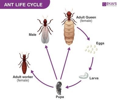 Особенности муравьиной семьи