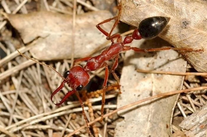 Функции ног у муравьев
