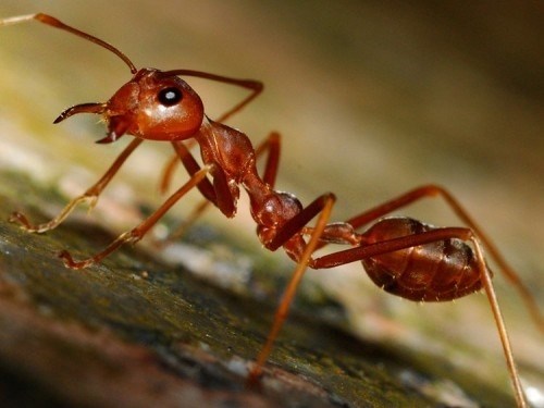 Отличие муравья от паука и клеща