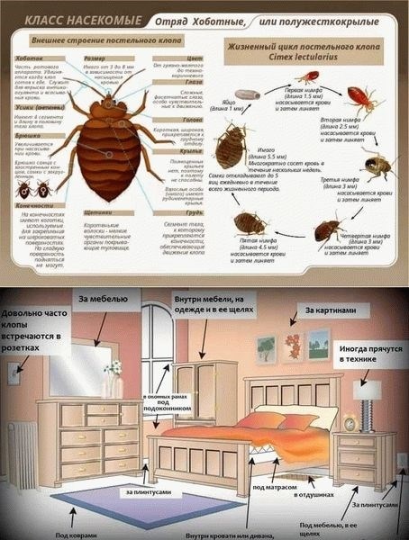 Жизненный цикл постельного клопа