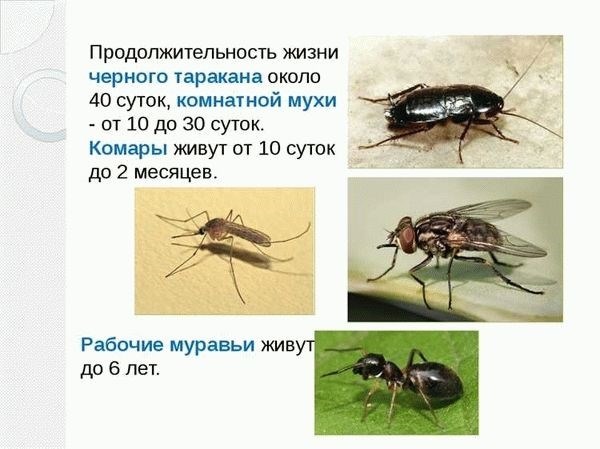 Как продлить время жизни комаров?