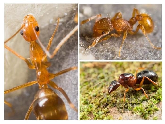 Сколько ног у муравья? Ответы пользователей