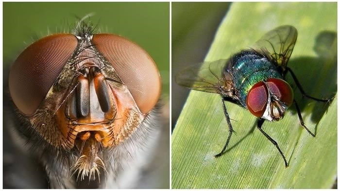 Строение глаз насекомого