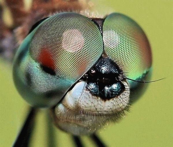 Строение глаз мухи и их количество