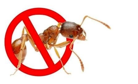 Какие муравьи живут дольше, а какие – меньше