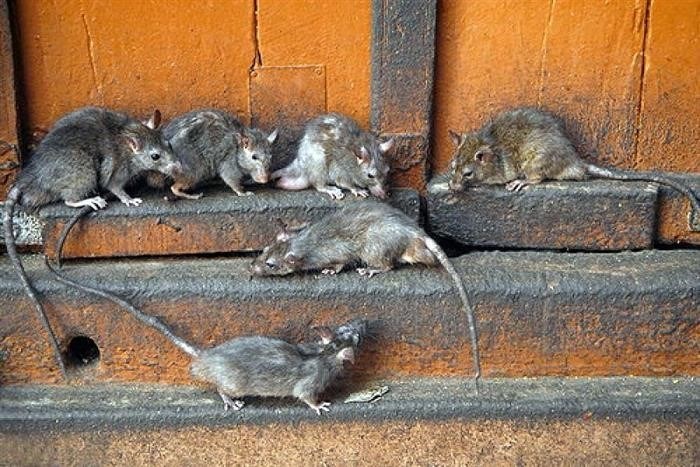 Преимущества и недостатки ультразвука от мышей и крыс