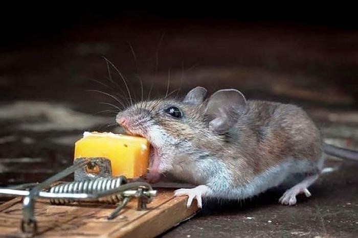 Основные характеристики и функции ультразвука от мышей и крыс