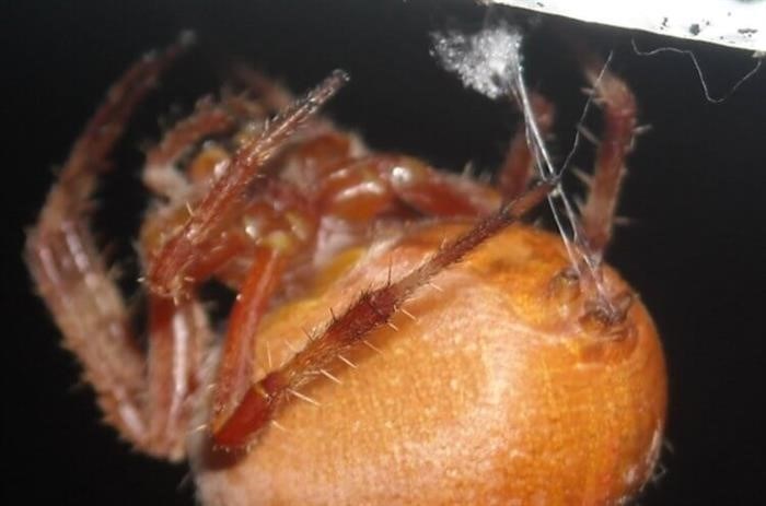 Как пауки плетут паутину: Ответы на вопросы юных почемучек