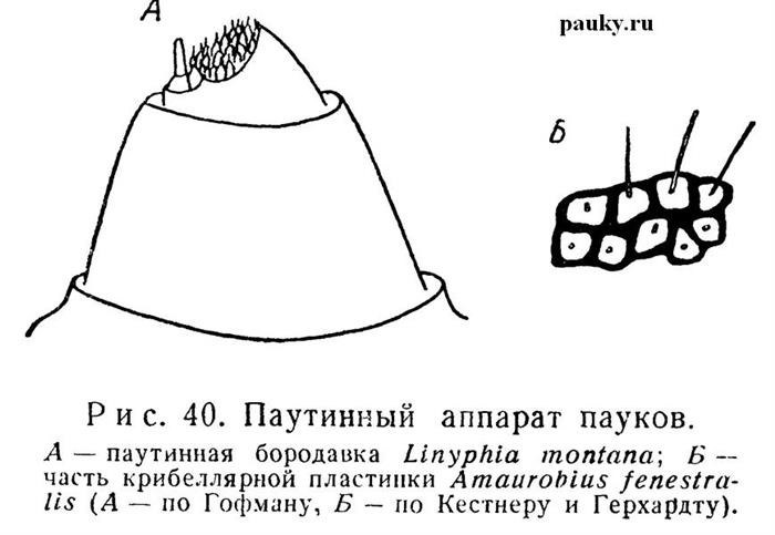 Для чего используется паутина