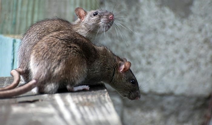 Основные методики борьбы с крысами