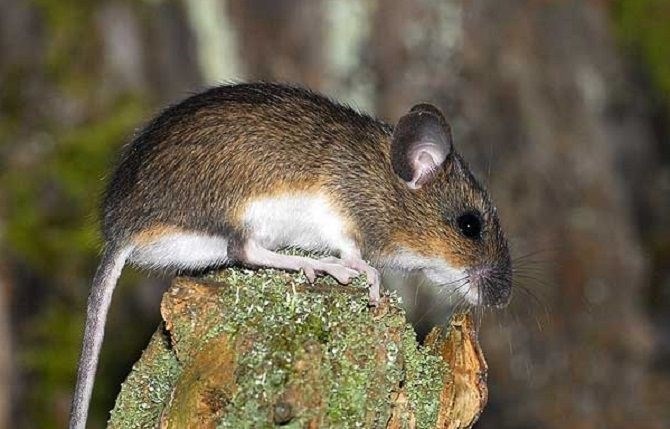 Образ жизни домовых мышей