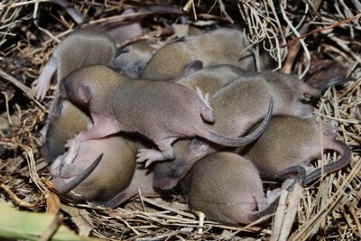 Как быстро плодятся мыши в доме?