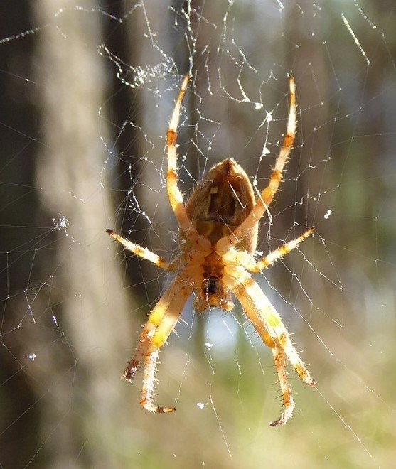Ареал распространения и особенности образа жизни крестовика паука