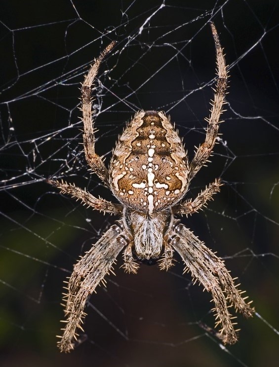 Анатомия и физические особенности Крестовика паука