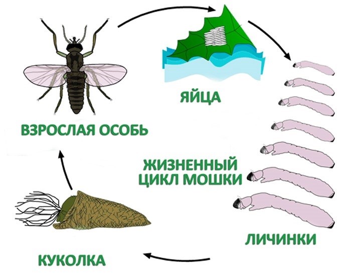 Как изменяется длительность жизни в разное время года?