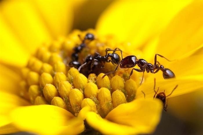 Подробное изучение муравьёв