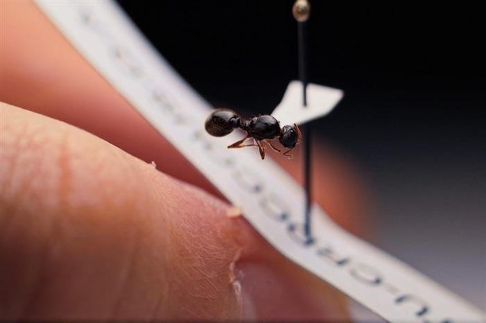 Полезная наука о муравьях