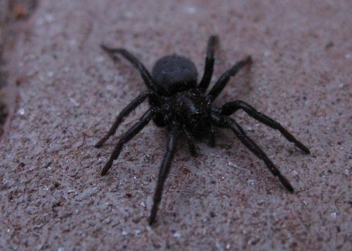 Представляют ли опасность пауки в доме?