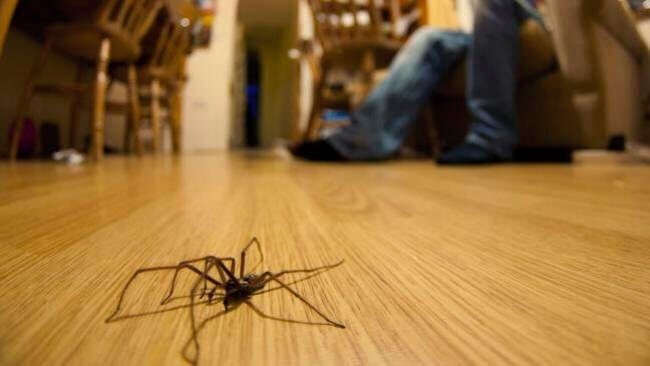 Причины появления черных пауков в доме