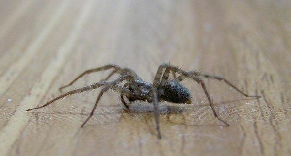 Чем опасен черный паук в доме?