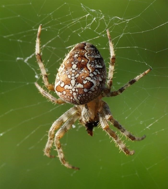 Характер и образ жизни паука крестовика