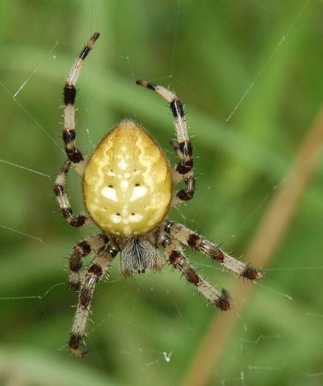 Размножение и продолжительность жизни паука крестовика