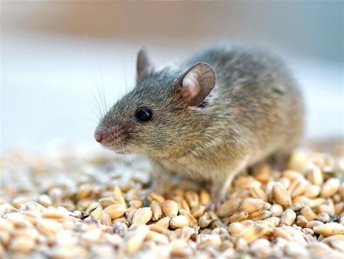  Рацион мышей в дикой природе 