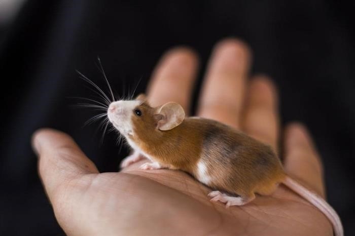 Чем можно кормить мышь