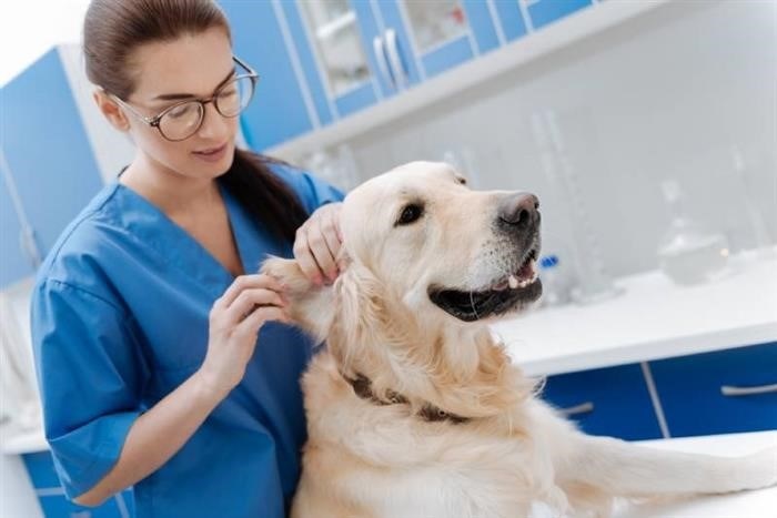 Лечение ушного клеща у собак медикаментозными средствами