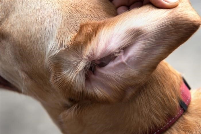 Может ли человек заразиться ушным клещом от собаки?