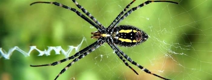 Золотой (жёлтый) паук: характеристики и поведение