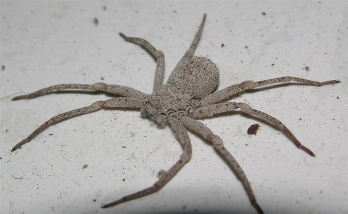 Коричневый паук-отшельник: опасный обитатель мировой фауны