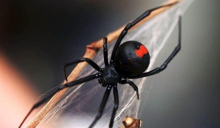 Красноспинный паук: описание, распространение и особенности