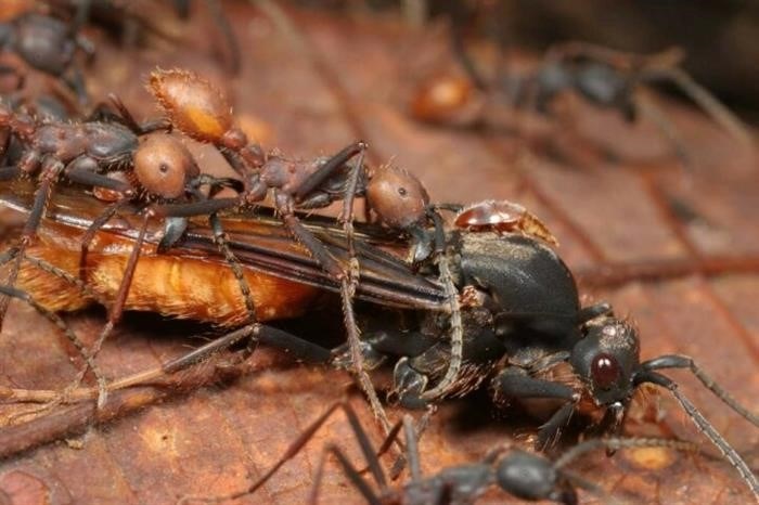 Самый большой муравей в мире: