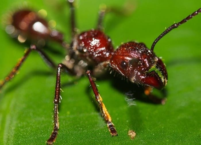 Самый маленький муравей в мире: