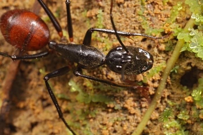 Какой самый большой и самый маленький муравей в мире?