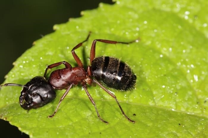 Где обитают самые крупные муравьи?