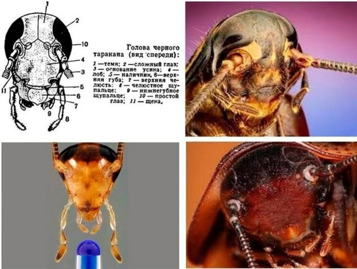 Особенности строения тела тараканов