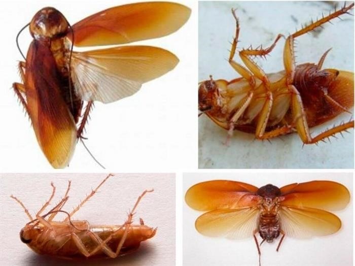 Размножение и развитие тараканов