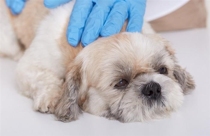 Преимущества лечения собак в ветклинике «Пульс»