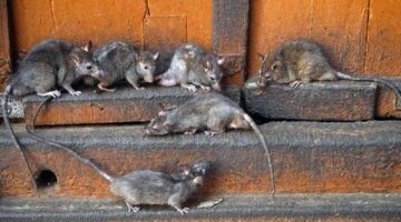 Причины появления крыс и мышей в курятнике
