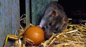 Простые методы борьбы с крысами в курятнике: профилактика