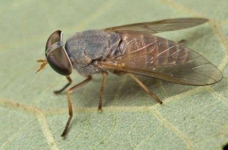 Средства борьбы и профилактики укусов мух