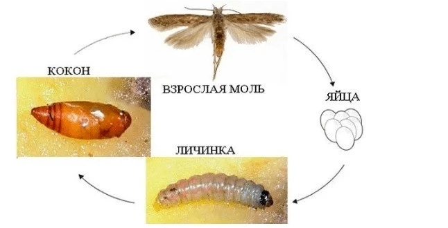 Как эффективно бороться с молью и не допустить ее возвращения?