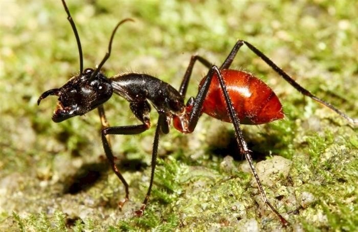 Самые большие муравейники в мире