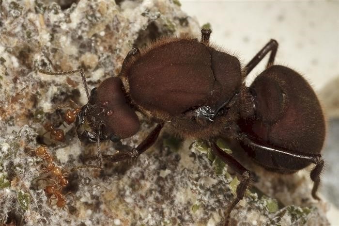 Текст про муравья Dinoponera gigantea