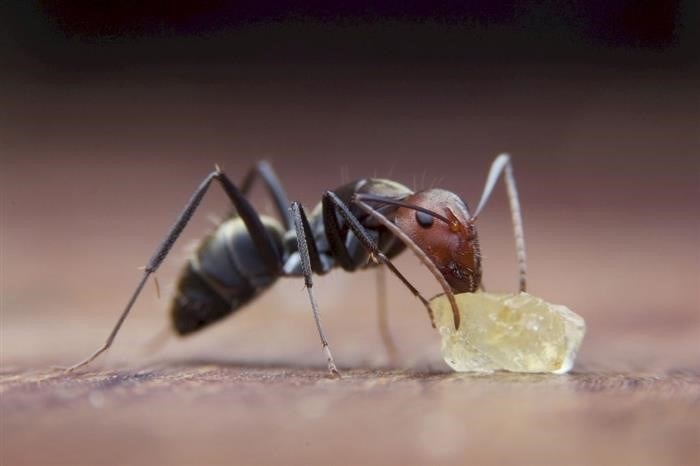 Paraponera clavata (муравей-булава) - самый большой муравей в мире