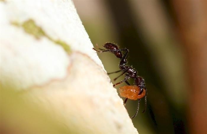 Список муравьев гигантов, обитающих рядом с людьми